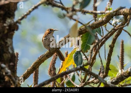 Babbler scimitaire à seins localisés observé à Khonoma dans le Nagaland, Inde Banque D'Images