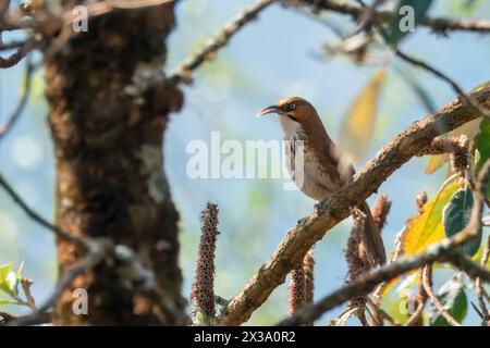 Babbler scimitaire à seins localisés observé à Khonoma dans le Nagaland, Inde Banque D'Images