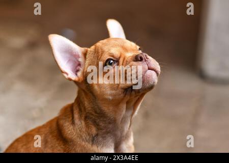 Isabella sable chien bouledogue français chiot Banque D'Images