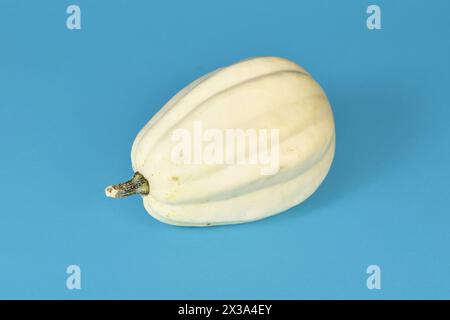 Courge longue Acorn blanche crème sur fond bleu Banque D'Images