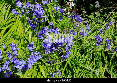 Bluebells. Hyacinthoides hispanica - printemps. Prise en avril 2024. Banque D'Images