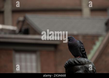 Pigeon sur un statut Banque D'Images