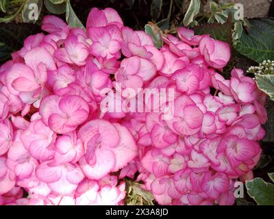 Un gros plan époustouflant d'une tête de fleur d'hortensia luxuriante débordant de pétales étroitement groupés et rose vif qui créent une forme pleine et arrondie. Le g profond Banque D'Images