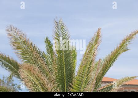 Un gros plan des feuilles et des frondes sur un palmier africain, avec ses branches allant vers le ciel Banque D'Images