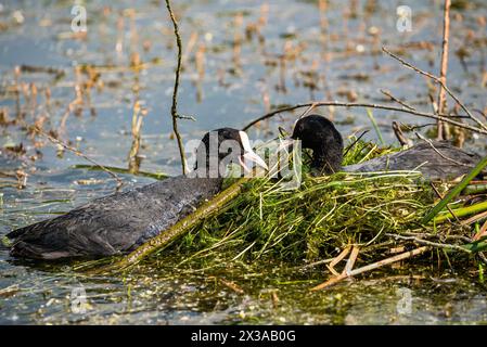 Coot eurasien - deux Fulica ATRA faire nid dans le réservoir de rétention Ricanka au printemps, Prague - Uhrineves, république tchèque Banque D'Images