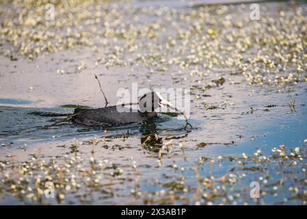 Coot Eurasian - Fulica ATRA apportant des matériaux pour la construction nid dans le réservoir de rétention Ricanka au printemps, Prague - Uhrineves, république tchèque Banque D'Images