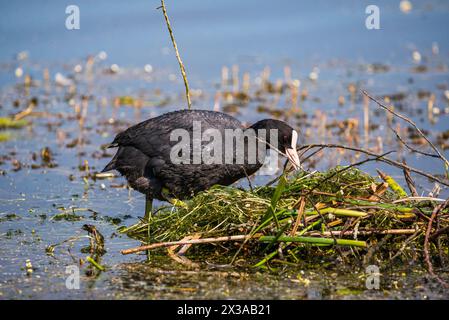 Coot Eurasian - Fulica ATRA apportant des matériaux pour la construction nid dans le réservoir de rétention Ricanka au printemps, Prague - Uhrineves, république tchèque Banque D'Images