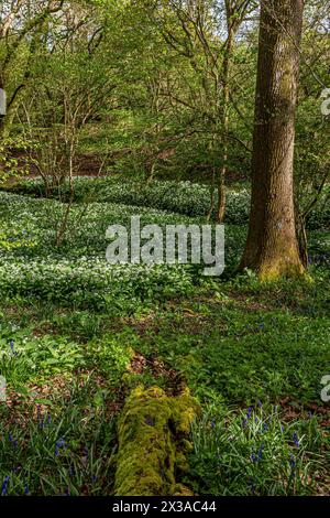 Ail sauvage poussant dans les bois anciens dans le Sussex, un jour ensoleillé de printemps Banque D'Images