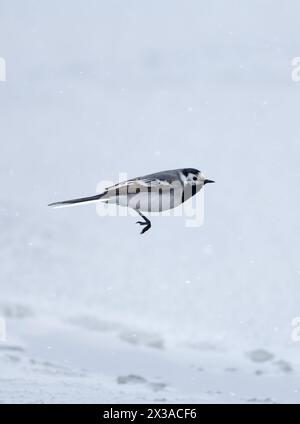 Un wtail blanc volant au-dessus de l'eau de mer gelée et enneigée à Helsinki, en Finlande, après des chutes de neige extrêmement abondantes fin avril 2024. Banque D'Images