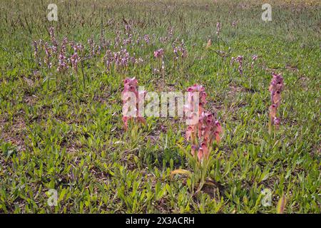 Rare orchidée langue (Serapias negecta), Orchidaceae. Orchidée européenne sauvage. Italie, Toscane, Banque D'Images