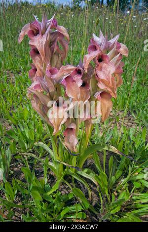 Rare orchidée langue (Serapias negecta), Orchidaceae. Orchidée européenne sauvage. Italie, Toscane, Banque D'Images