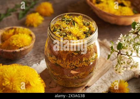 Préparer du sirop de pissenlit fait maison à partir de fleurs fraîches et de sucre de canne dans un bocal en verre Banque D'Images