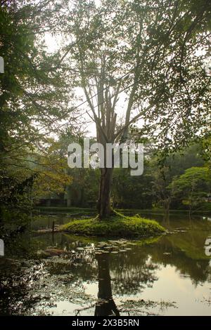 Arbres et étang au jardin botanique des rois à Peradeniya, Kandy, Sri-Lanka. Gros plan, copiez l'espace Banque D'Images