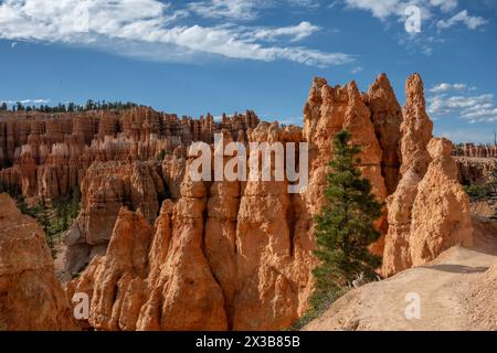 Single Pine Tree pousse le long de Trail parmi les Hoodoos de Bryce Canyon Banque D'Images