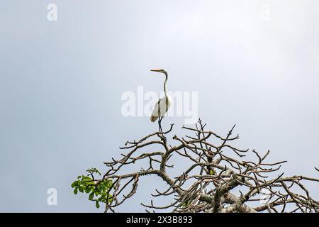 Gros plan de bel oiseau grue blanc indien assis au-dessus de l'arbre avec fond de ciel bleu. Grand héron blanc sur un arbre contre le ciel Banque D'Images