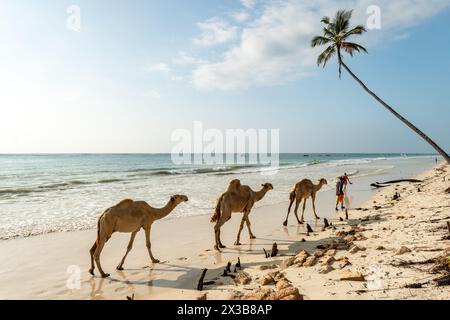 Chameaux assis sur le sable blanc à Diani Beach - Galu Beach - au Kenya, Afrique Banque D'Images