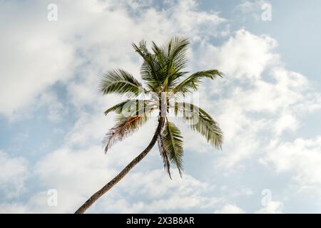 grands cocotiers ombragés par des feuilles de cocotier ombragées et vertes contre un ciel nuageux bleu. Fond de nature d'arbre de coco Banque D'Images