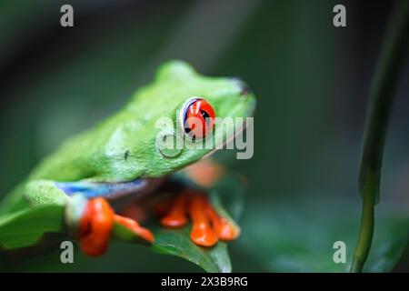 La rainette aux yeux rouges (agalychnis callidryas), Costa Rica Banque D'Images