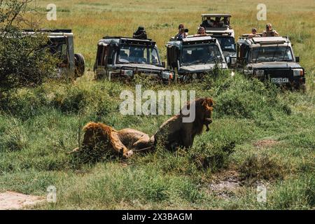 Deux lionnes avec antilope - priez les restes de viande. Passagers du véhicule Safari prenant des photos d'animaux. Naturellement l'habitation des animaux en Afrique. Masai Banque D'Images