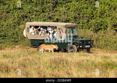 Belle lionne avec une voiture de safari en arrière-plan au Kenya, Nairobi National Park, près de Nairobi, Kenya, 7 février, 2024. Banque D'Images