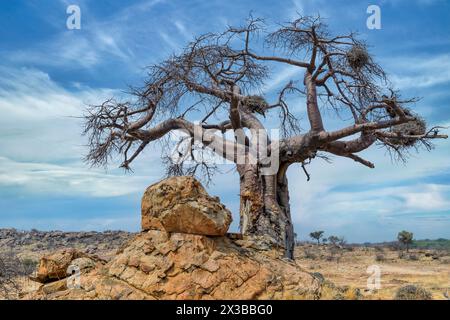 Baobab africain, Adansonia digitata avec nids de tisserands de buffles à bec rouge, Bulbalornis Niger. Le tronc a été dépouillé par des éléphants. Mashatu Banque D'Images
