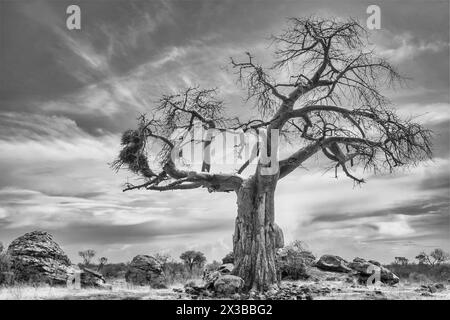 Baobab africain, Adansonia digitata avec nids de tisserands de buffles à bec rouge, Bulbalornis Niger. Réserve de gibier de Mashatu, Botswana Banque D'Images