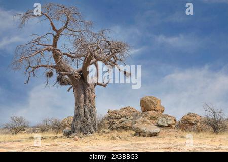 Baobab africain, Adansonia digitata avec nids de tisserands de buffles à bec rouge, Bulbalornis Niger. Réserve de gibier de Mashatu, Botswana. Banque D'Images