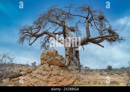 Baobab Tree, Adamsonia digitata, Réserve de gibier de Mashatu, Botswana Banque D'Images