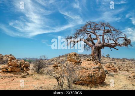 Baobab africain, Adansonia digitata avec nids de tisserands de buffles à bec rouge, Bulbalornis Niger. Réserve de gibier de Mashatu, Botswana. Banque D'Images