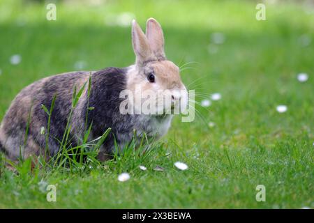 Lapin (Oryctolagus cuniculus domestica), lièvre, herbe, Marguerite, Un lapin domestique brun est assis dans la prairie et grigace sur un brin d'herbe Banque D'Images