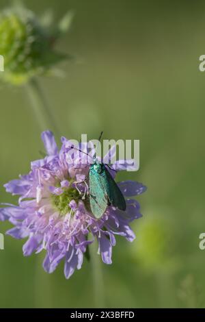 Forestier vert (Adscita statices), assis sur une fleur, réserve naturelle de Rehdener Geestmoor, basse-Saxe, Allemagne Banque D'Images