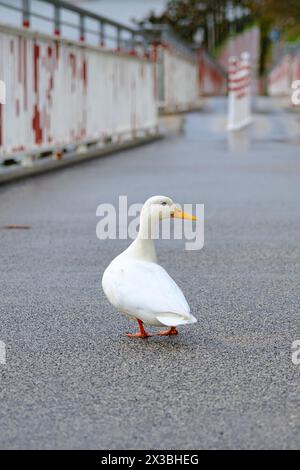 Canard Pékin (Anas platyrhynchos domestica) sur un pont sur le Rhin, Duesseldorf, Allemagne Banque D'Images