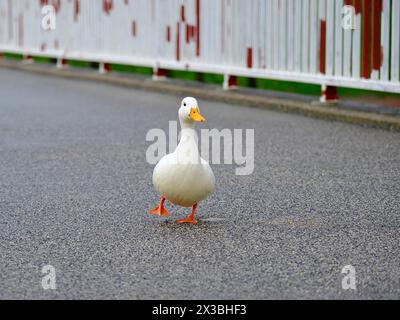 Canard Pékin (Anas platyrhynchos domestica) sur un pont sur le Rhin, Duesseldorf, Allemagne Banque D'Images