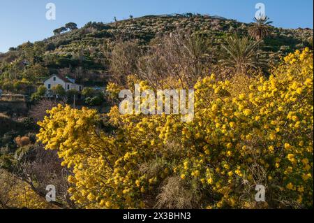 Wattle argenté, Acacia dealbata, floraison, italie Banque D'Images