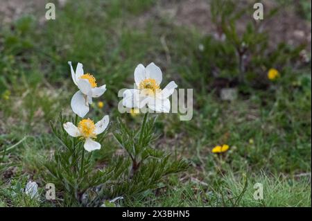 Anemonoides baldensis, fleur, parc national gran paradiso, italie Banque D'Images