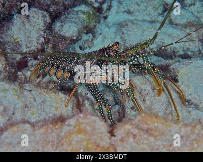 Une écrevisse avec un motif frappant, l'écrevisse de poulet d'Inde (Panulirus guttatus), sur le fond marin. Site de plongée John Pennekamp Coral Reef State Park, Key Banque D'Images