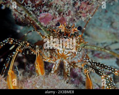 Vue de face d'une écrevisse épineuse avec des yeux frappants et un motif distinctif, écrevisse de poulet d'Inde (Panulirus guttatus), site de plongée John Pennekamp Coral Banque D'Images