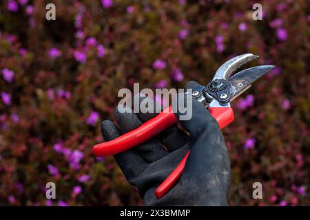 Gros plan jardinier méconnaissable dans des gants tient des ciseaux de jardinage Banque D'Images
