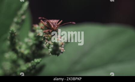 plans macro de punaise de riz sur la fleur d'épinard Banque D'Images