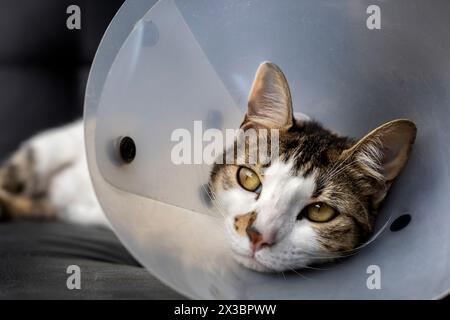 Chat malade avec un collier en plastique sur la tête pour empêcher le chat de lécher une blessure Banque D'Images