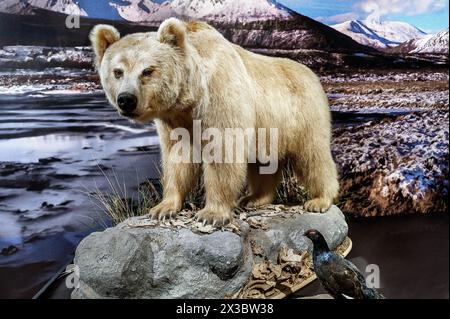 Ours brun de l'âge de glace (Ursus arctos), exposition Safari de l'âge de glace Allgaeu dans le Marstall, Kempten, Allgaeu. Bavière, Allemagne Banque D'Images