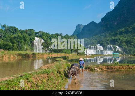 Agriculteur vietnamien avec chapeau de riz labourant un champ de riz humide avec buffle d'eau (bubalus), les cascades Báº£n Giá»'c Detian directement sur la ligne de frontière Banque D'Images