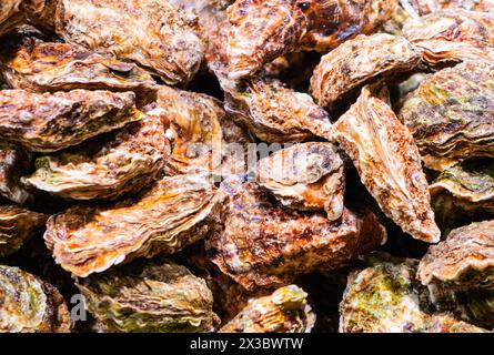 Huîtres fraîches, Mercat de la Boqueria, célèbre marché sur les Ramblas à Barcelone, Espagne Banque D'Images