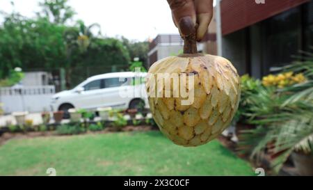 Ramphal également connu sous le nom de Wild Sweetsop, annona reticulata, RAM falwild crème pomme à la main Banque D'Images