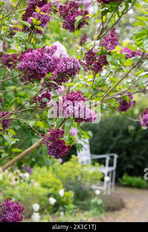 Syringa vulgaris 'Edith Braun'. Arbuste lilas en fleur à RHS Wisley Gardens. Surrey. Angleterre Banque D'Images