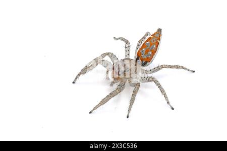 L'araignée sauteuse gris tigre - Paramaevia michelsoni - est une espèce d'araignée sauteuse se trouve aux États-Unis. Isolé sur fond blanc top dor Banque D'Images