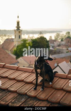 Voyager avec un animal de compagnie en Europe. Un charmant chien mongrel noir aux yeux bleus est assis sur le toit de tuiles rouges de la vieille maison et pose. La vieille ville de Zemun, Belgrade Banque D'Images