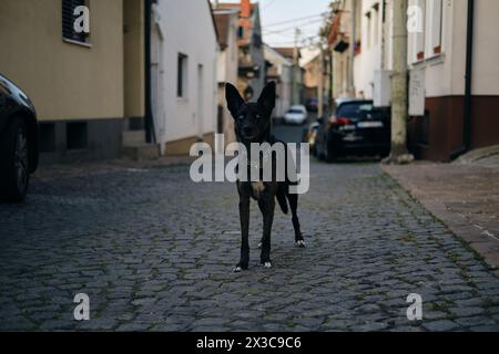 Voyager avec un animal de compagnie en Europe. Un charmant chien mongrel noir aux yeux bleus se dresse sur une rue pavée parmi de petites maisons européennes. La vieille ville de Zemu Banque D'Images