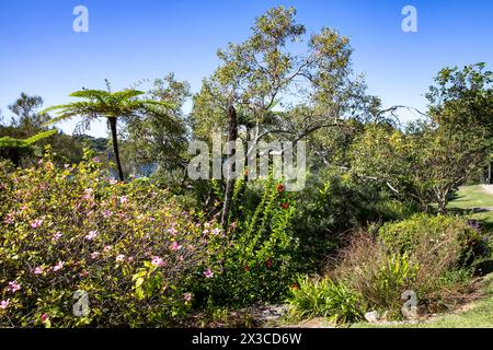 Lex et Ruby Graham Garden, un jardin secret de Sydney sur Cremorne point qui a commencé en 1959 avec un bulbe d'éléphant planté, Nouvelle-Galles du Sud, Australie Banque D'Images