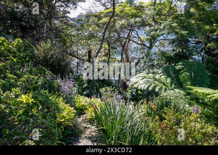 Lex et Ruby Graham Garden, un jardin secret de Sydney sur Cremorne point qui a commencé en 1959 avec un bulbe d'éléphant planté, Nouvelle-Galles du Sud, Australie Banque D'Images